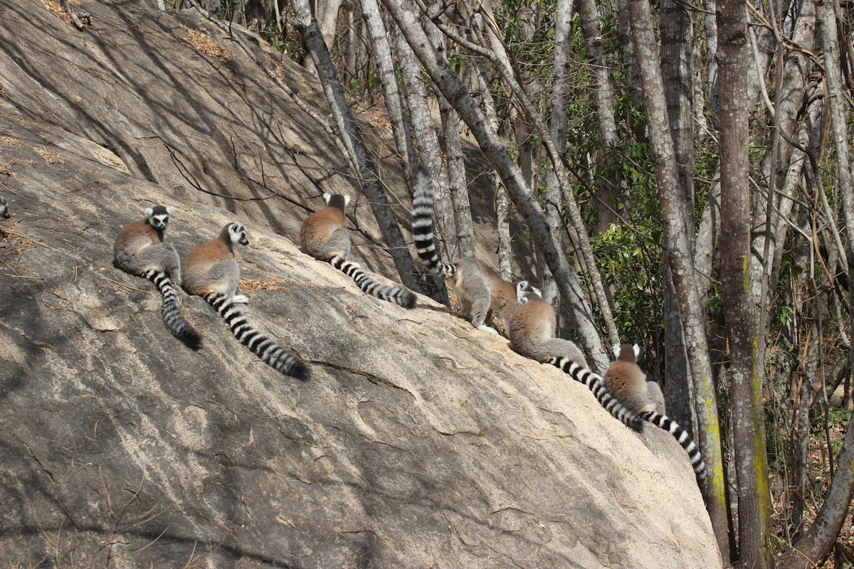 Ring-tailed lemurs sitting on a rock.