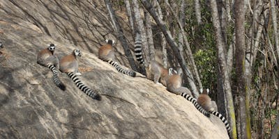 Ring-tailed lemurs sitting on a rock.