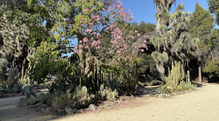 The cactus garden.