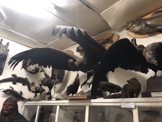 Much taxidermy.