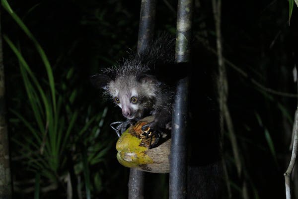An aye-aye enjoying a coconut.
