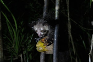 An aye-aye enjoying a coconut.