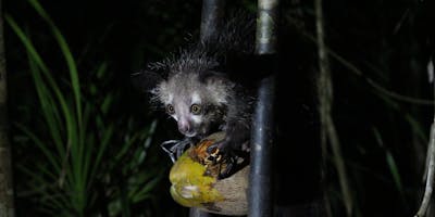 An aye-aye enjoying a coconut.