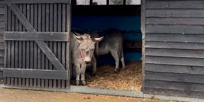 Donkeys in the sanctuary.