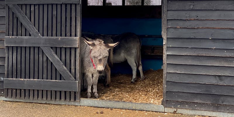 Donkeys in the sanctuary.