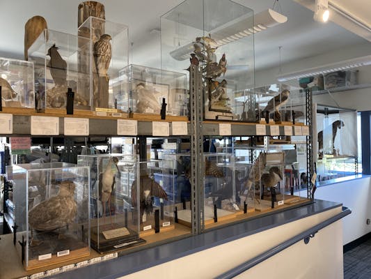 Some taxidermy birds.