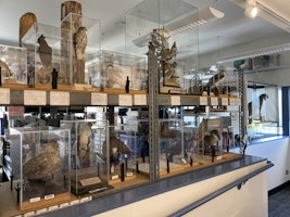 Some taxidermy birds.