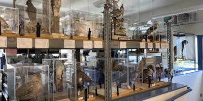 Some taxidermy birds.