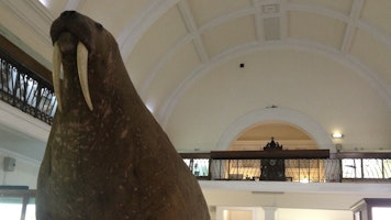 The majestic Horniman walrus.