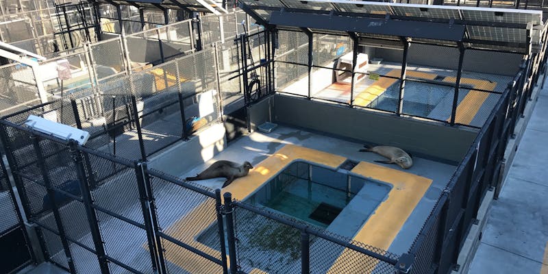 Some patients at the Marine Mammal Center.