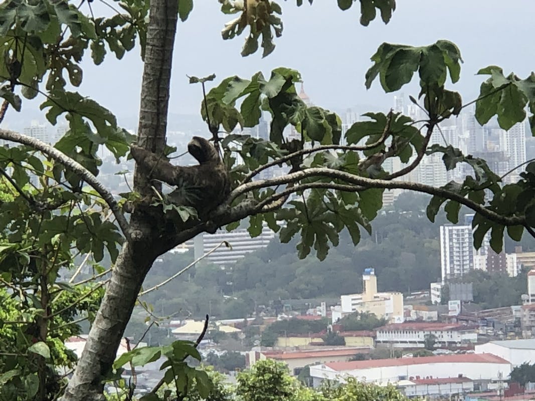 A sloth in a tree with Panama City in the background.