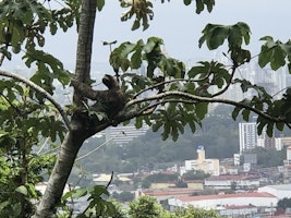 A sloth in a tree with Panama City in the background.