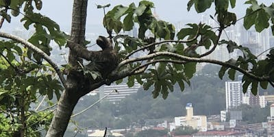 A sloth in a tree with Panama City in the background.