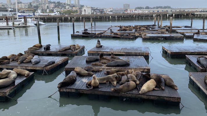 Sea Lions at Pier 39.