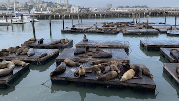 Sea Lions at Pier 39.