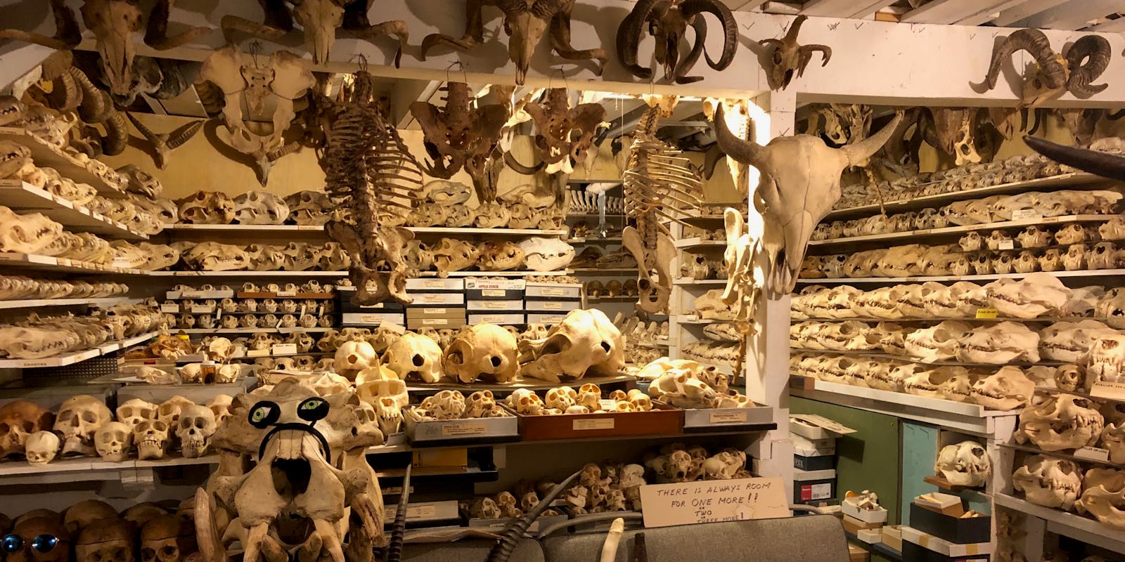 The basement full of skulls