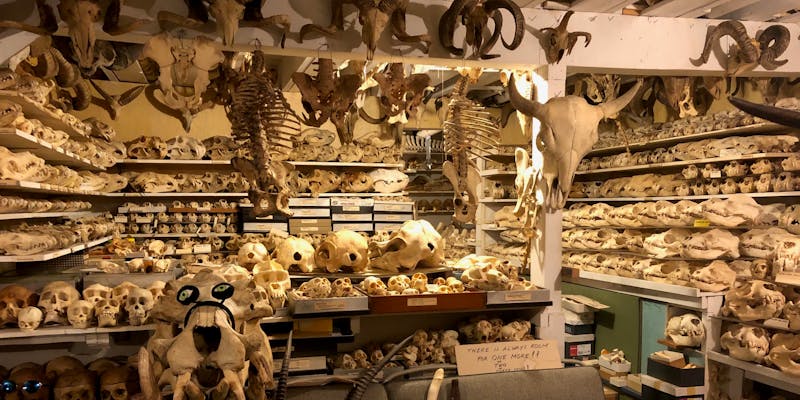 A basement full of skulls.