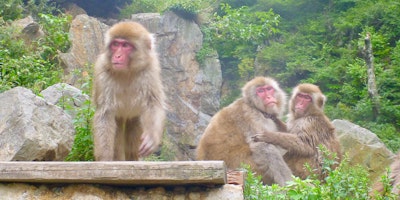 Snow monkeys.