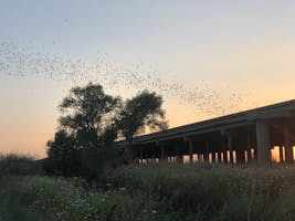 A ribbon of bats emerging from the causeway.