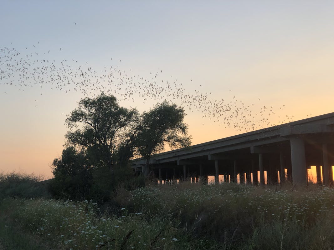 A ribbon of bats emerging from the causeway.