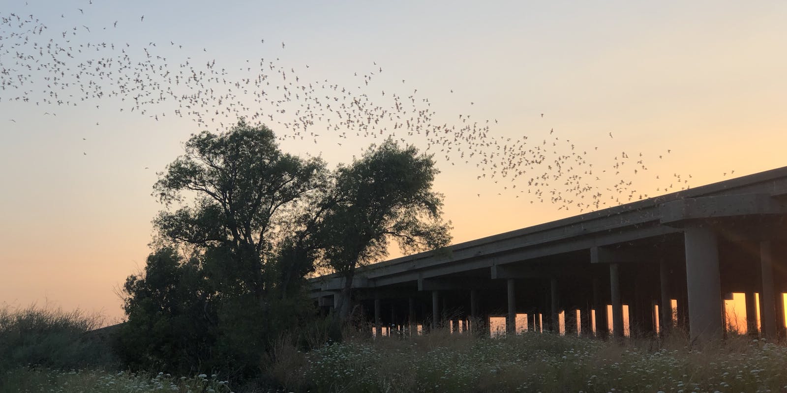 A ribbon of bats emerging from the causeway.