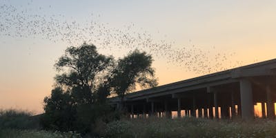 A ribbon of bats emerging from the causeway.